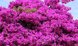 Hoa giấy rất ưa loại nước này, cứ 10 ngày tưới 1 lần là hoa nở rực rỡ 