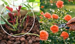 Có 4 'bí quyết' để hoa hồng nảy mầm nhanh chóng. Hãy làm theo và bạn sẽ không bao giờ phải lo lắng về việc không có hoa để ngắm