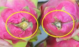Thanh long có ngọt hay không, bạn có thể biết được bằng cách nhìn vào vị trí này. Chắc chắn thanh long bạn mua sẽ ngọt và mọng nước