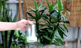 Cây phát lộc thủy canh không mọc lá mới, thêm một số 'thứ nhỏ' vào nước, cành lá sẽ xanh tươi