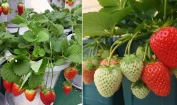 Thời tiết ấm dần lên, hãy trồng dâu tây trên ban công, phương pháp đơn giản, bạn có thể thưởng thức và ăn thoải mái 