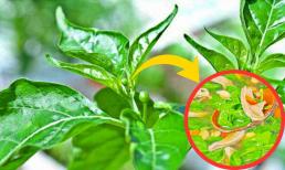 Đây là loại lá được ví như 'nhân sâm cho người nghèo', giàu dinh dưỡng hơn cả sữa