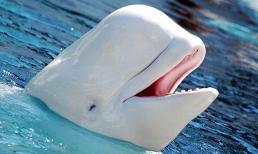 Nước biển không thể uống trực tiếp do độ mặn cao, vậy tại sao cá có thể uống được nước biển mặn như vậy?