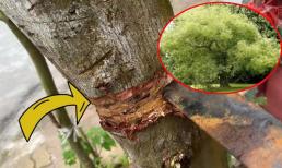 Nghèo đến mấy cũng đừng chặt hay bán 3 cây này: Càng để lâu càng tích lộc, con cháu đời đời hưởng không hết