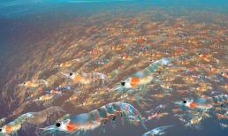 Mỗi năm khai thác 300 triệu tấn nhuyễn thể Nam Cực, tại sao chúng vẫn sinh sôi nhiều đến mức khai thác không xuể như vậy? 