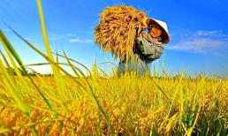 Người dân bị thu hồi đất trồng lúa từ bây giờ sẽ được đền bù như thế nào?