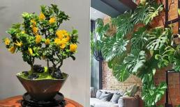 'Trồng hoa trong nhà mang lại sự thịnh vượng cho gia đình', 4 loại cây cảnh nếu trồng điềm lành sẽ liên tục xuất hiện 