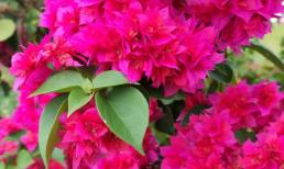 Theo phong thủy, người mệnh nào hợp trồng cây hoa giấy?