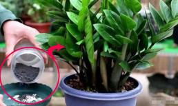 Để trồng cây kim tiền, hãy thực hiện tốt ba điều này, lá cây sẽ cao hơn và xanh hơn, và vận may của bạn sẽ thịnh vượng