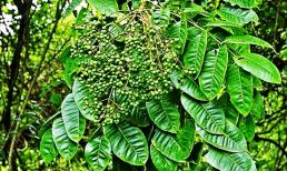 Lá bờ bụi ngày xưa giờ thành đặc sản, giá 100.000 đồng/kg, đắt hàng đến mức dân thành phố thi nhau mua