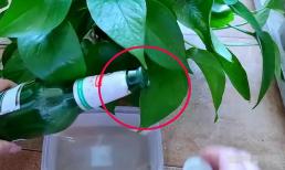 3 loại 'nước thải' mà nhà nào cũng có là 'thần dược' để trồng hoa, bất kể loại hoa nào, sau khi tưới nước, chúng đều phát triển mạnh mẽ