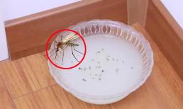 Tạm biệt muỗi chỉ với một bát nước: Pha theo cách này, muỗi 'tự động' tránh xa, nhà bạn không còn bóng dáng muỗi
