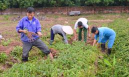 Người dân Thái Bình trúng lớn nhờ trồng 'cây thuốc vàng' hỗ trợ ngăn ngừa sự hình thành khối u