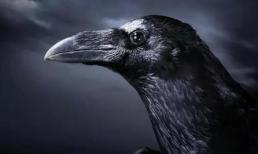 Sau khi con người biến mất, loài động vật nào sẽ trở thành 'chủ nhân mới' của trái đất? Câu trả lời thật bất ngờ 