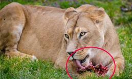 Tại sao động vật hoang dã có thể ăn thức ăn sống, nhưng con người sẽ bị bệnh nếu ăn thức ăn sống thường xuyên?