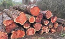 Việt Nam có một loại gỗ là báu vật phong thủy mà người Trung Quốc 'khát khao'