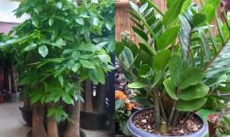 4 loại 'hoa mang tài lộc', dù nhà nghèo đến đâu cũng nên giữ một chậu, một khi nở hoa, tài lộc sẽ tràn về