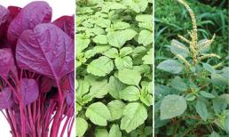 Đừng bỏ qua loại 'rau trường thọ' này! Chợ Việt bán đầy và phụ nữ trong thời kỳ kinh nguyệt nên ăn nhiều hơn