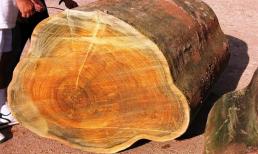 Loại gỗ quý hiếm có lõi chảy ra 'vàng lỏng', được bán với giá 160 triệu đồng/kg, đắt nhất nhì thế giới
