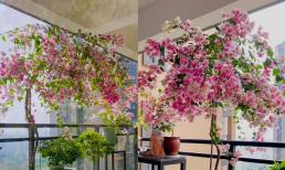 Dành 9 năm trồng giống hoa giấy mà nhiều người chưa từng nghe tên, cư dân mạng trầm trồ vì quá đẹp 