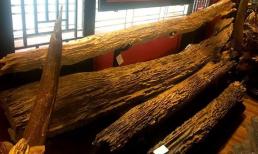 Việt Nam có một loại gỗ được mệnh danh 'Gỗ của các vị thần', được giới đại gia đua nhau săn lùng, 1kg có giá trị hàng tỷ đồng