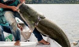 Ăn nhiều 4 loại cá này sớm muộn gì cũng ung thư