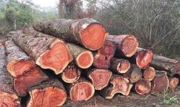 Việt Nam sở hữu loại gỗ 'vương mộc' đắt ngang kim cương, 800 năm mới thu hoạch, giá lên đến 25 tỷ đồng