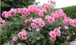 Để trồng hoa hồng vào mùa xuân, bạn không chỉ tưới nước, hãy làm tốt một số điều để cây phát triển mạnh mẽ và nở hoa đẹp