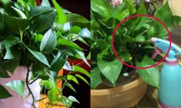 Nếu cây trầu bà xanh bắt đầu ra chồi mới, tưới 3 loại nước thường xuyên, để cây tiếp tục mọc lá mới và phát triển tươi tốt