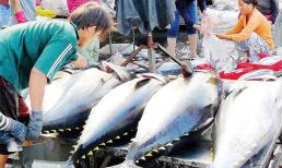 Tại sao cá ngừ Việt Nam có nguy cơ bị 'cấm cửa' tại Mỹ dù đang cực kỳ được ưa chuộng?