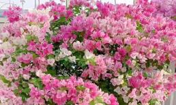 Làm thế nào để trồng hoa giấy vào mùa xuân? Sử dụng 3 mẹo để làm cho hoa nở nhiều