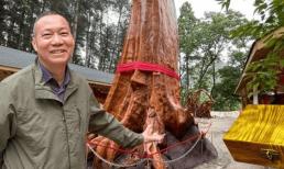 Cây gỗ quý 4.300 năm tuổi là 'kho vàng', được trả giá gần nghìn tỷ vẫn nhất quyết không bán