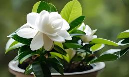 Bí quyết để hoa dành dành nở rộ: hãy trồng chúng theo cách này và chúng sẽ nở quanh năm, tràn ngập hương thơm trong ngôi nhà!