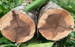 Loại gỗ quý có hương thơm cực phẩm, được định giá 2,3 tỷ đồng/kg: Việt Nam sở hữu loại có chất lượng tốt nhất thế giới