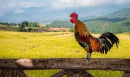 Có câu nói: 'Gà không quá sáu, chó không quá tám', bạn có biết câu này có nghĩa là gì không?