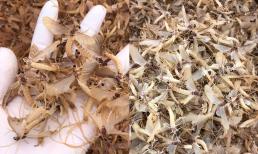 Hà Nội: Có một loại côn trùng lạ được ví như đặc sản 'trời ban', khách khen ngon hơn tôm cua