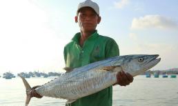 Việt Nam sở hữu loài cá được báo Mỹ xếp số 1 thế giới về omega-3: Cao gấp 2 lần cá hồi, tốt cho trí não, bổ cho tim mạch