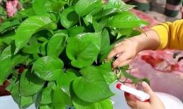 Trầu bà xanh bắt đầu ra chồi mới, nhớ tưới 3 loại nước thường xuyên, cây phát triển xum xuê