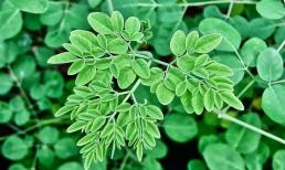 Được thế giới săn đón và coi như 'vàng xanh', loài cây này mọc khắp Việt Nam, nhiều người không biết thường bỏ qua