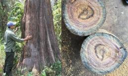 Loại gỗ quý hiếm của Việt Nam có tên trong Sách Đỏ, giá 250 triệu/m3: Có tin đồn chữa khỏi bệnh ung thư