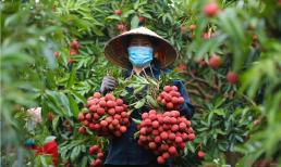 Năm nay 'cây vàng' của nông dân tỉnh Bắc Giang dự báo trúng mùa, ước tính xuất khẩu hơn 12.500 tấn đi Mỹ và Trung Quốc