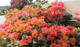 Để hoa giấy 'thăng hoa”, bạn chỉ cần làm tốt “4 điểm” là hoa giấy sẽ nở bung rực rỡ đầy cành