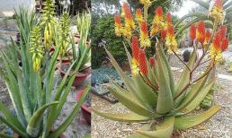 Nha đam ra hoa là điềm lành hay dữ?