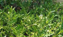 Việt Nam có loại cây cổ xưa vừa là dược liệu, vừa là thực phẩm, hái là kiếm bộn tiền