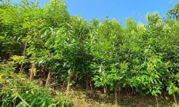 Loại cây thân gỗ ở Việt Nam cực khan hiếm trên thế giới, sản sinh 'kho báu' trữ lượng tới 1.200.000 tấn