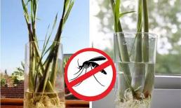 6 cách hiệu quả đuổi muỗi trong phòng điều hòa, bạn hãy thử ngay nhé!