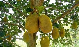 Vì sao người xưa khuyên không được trồng cây mít trước nhà?