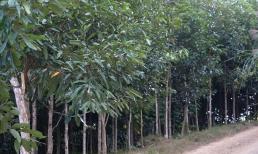 Việt Nam sở hữu loại cây 'hái ra tiền' từ gốc đến ngọn: Top 1 thế giới về xuất khẩu