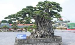 Loại cây nằm trong bộ Tứ Linh ở Việt Nam giá hơn chục tỷ đồng, ngang bằng 8 mảnh đất
