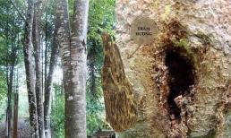 Việt Nam có một loại cây chảy ra 'vàng lỏng', đắt đỏ bậc nhất thế giới: Có nhiều lợi ích cho sức khỏe, đặc biệt là các quý ông